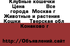 Клубные кошечки › Цена ­ 10 000 - Все города, Москва г. Животные и растения » Кошки   . Тверская обл.,Конаково г.